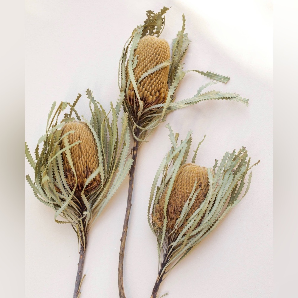 Banksia Protea 3 Stems